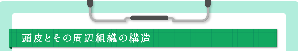 頭皮とその周辺組織の構造