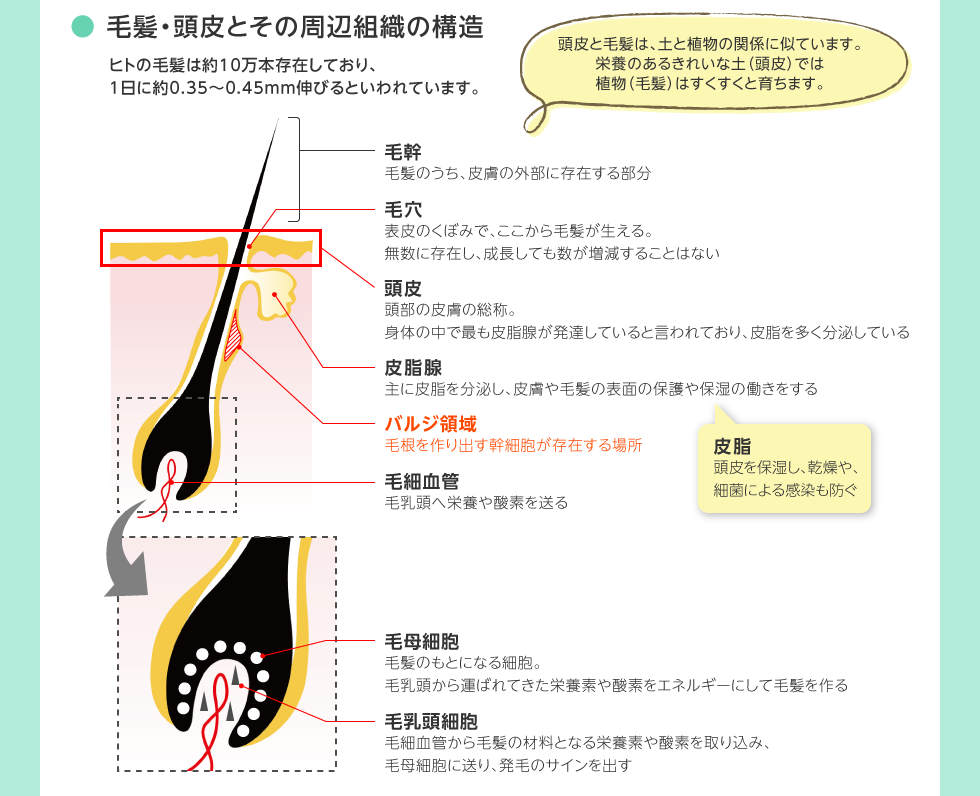 毛髪・頭皮とその周辺組織の構造