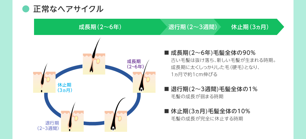 正常なヘアサイクル