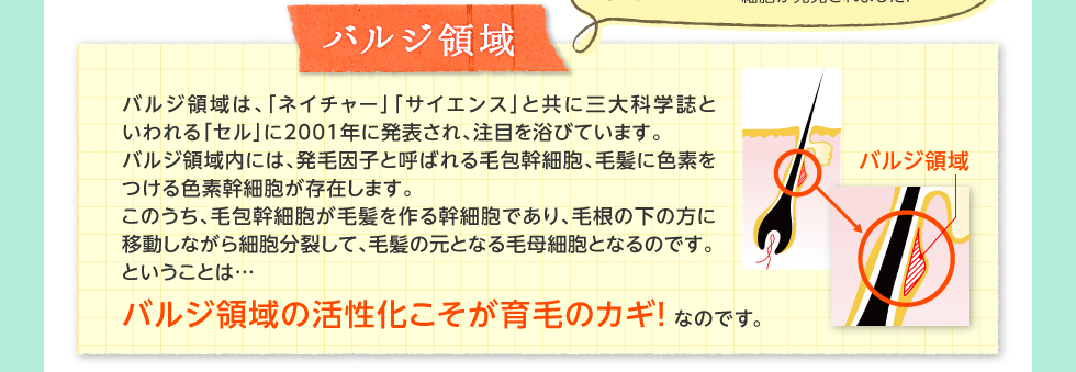 バルジ領域は、「ネイチャー」「サイエンス」と共に三大科学誌といわれる「セル」に2001年に発表され、注目を浴びています。バルジ領域内には、発毛因子と呼ばれる毛包幹細胞、毛髪に色素をつける色素幹細胞が存在します。このうち、毛包幹細胞が毛髪を作る幹細胞であり、毛根の下の方に移動しながら細胞分裂して、毛髪の元となる毛母細胞となるのです。